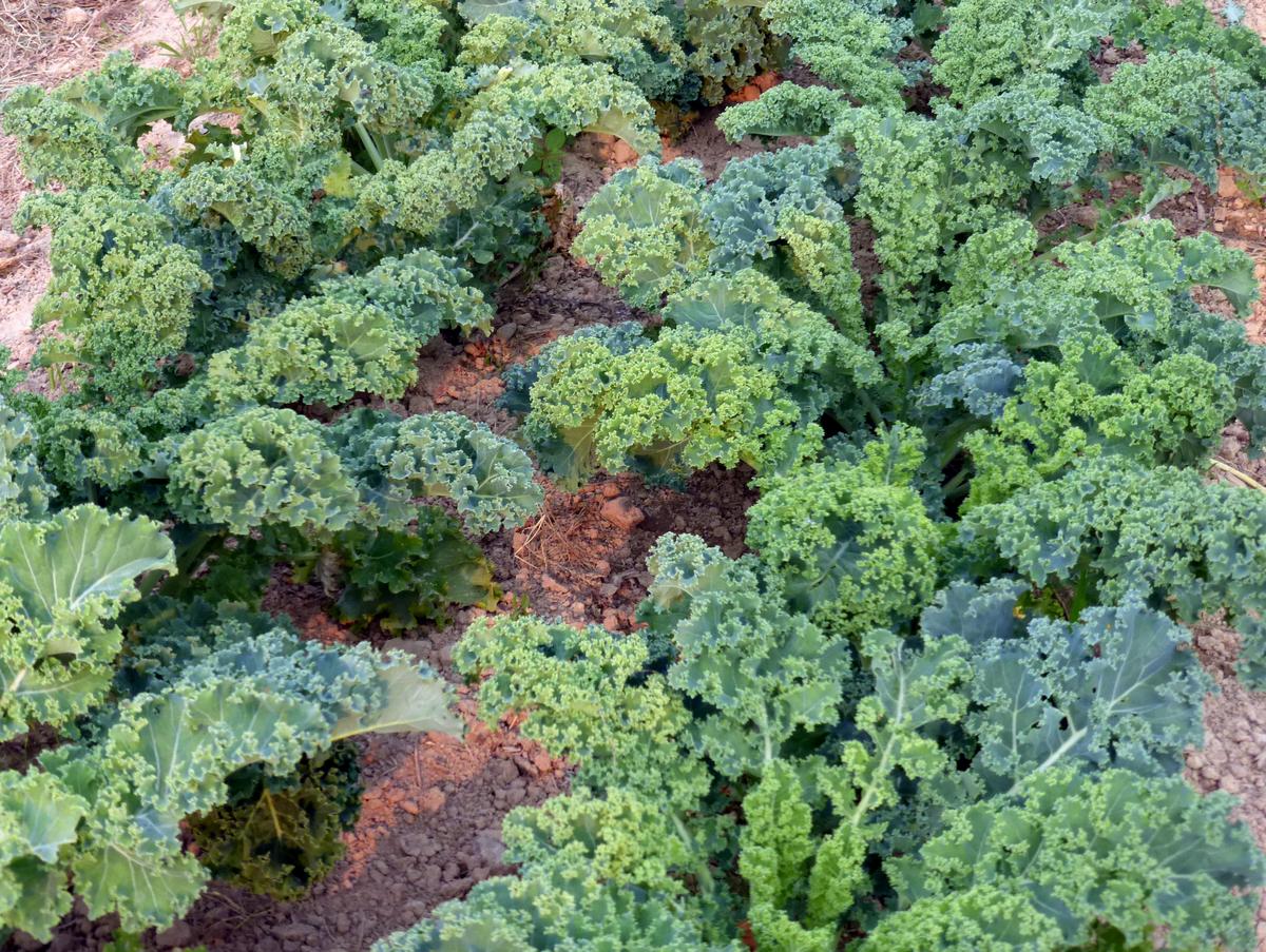 KALE 'Vates'