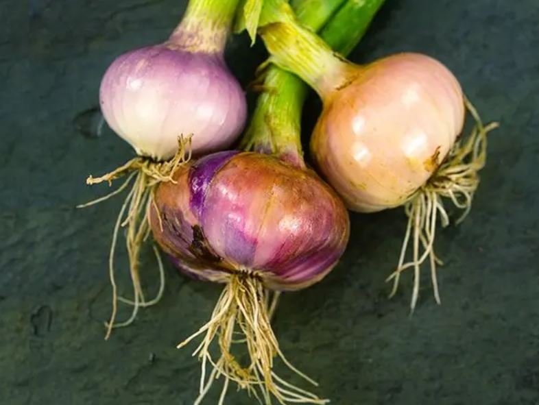 ONION 'Violet De Galmi' --Allium cepa--