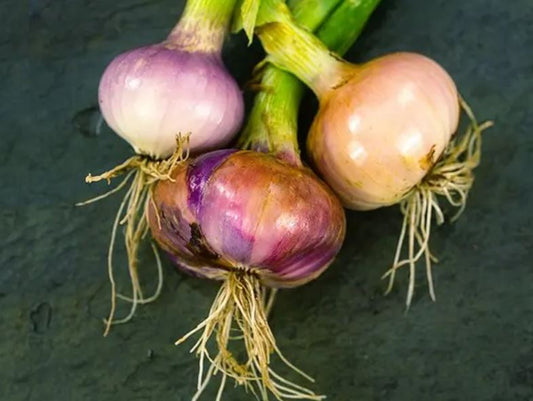 ONION 'Violet De Galmi' --Allium cepa--