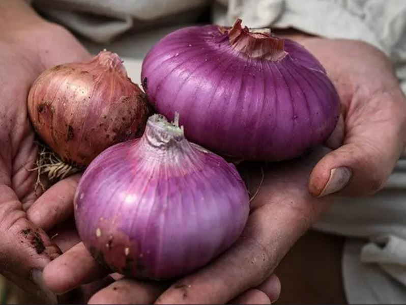 ONION 'Violet De Galmi' --Allium cepa--