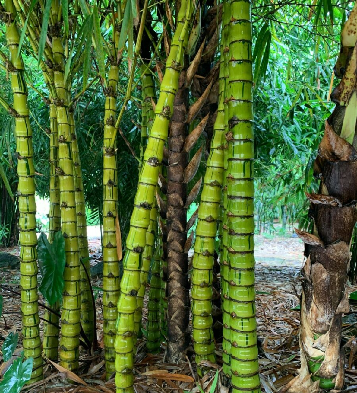 Bambusa vulgaris 'Wamin Striata' --Striped Buddha Belly Clumping Bamboo--