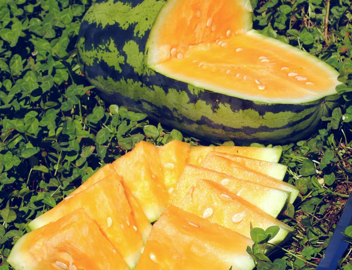 MELON 'OrangeGlo Watermelon'