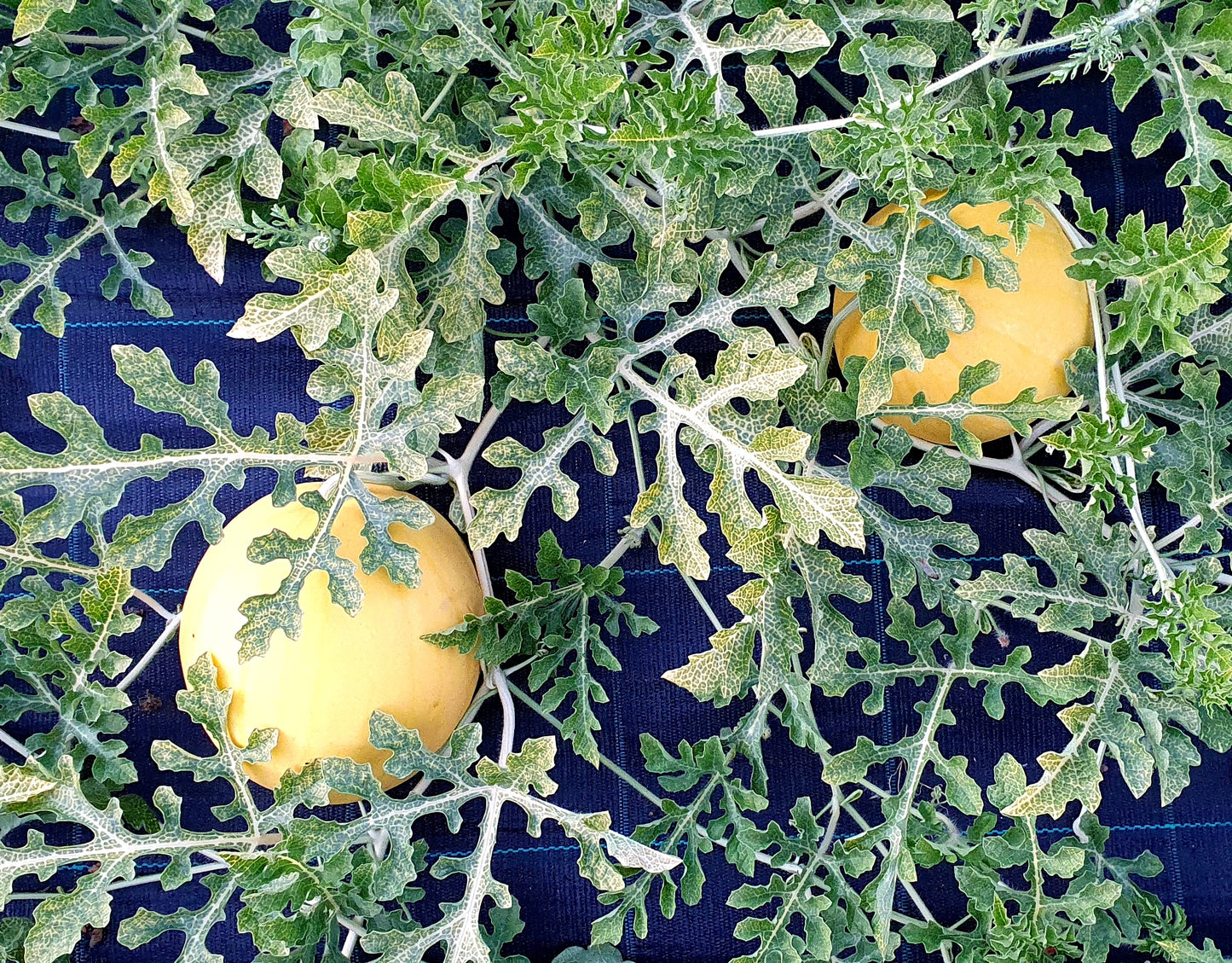MELON 'Golden Midget Watermelon'