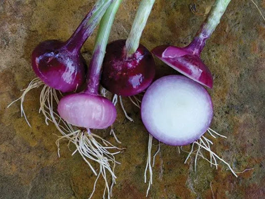 ONION 'Wethersfield Red' --Allium cepa--