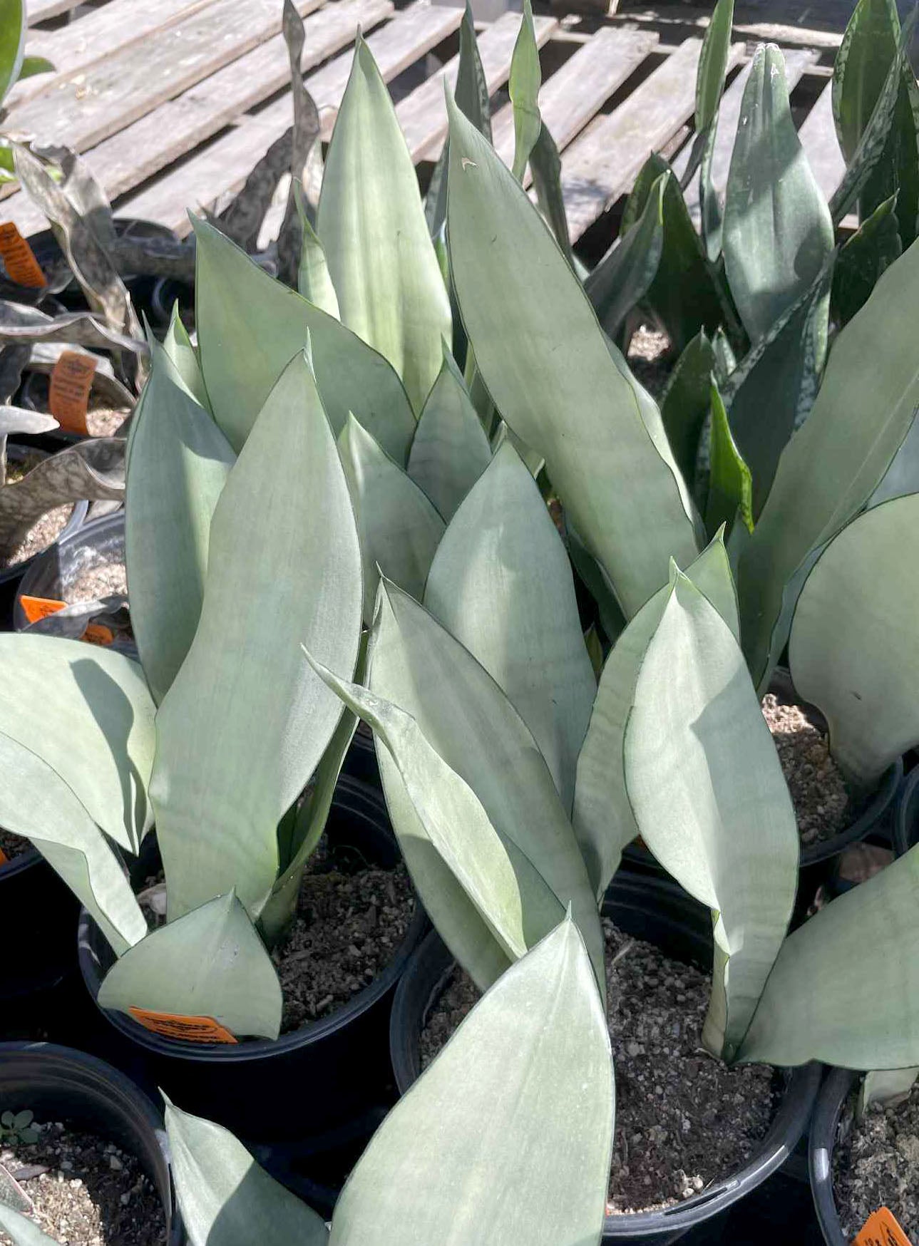 moonshine snake.plant Sansevieria trifasciata --Moonshine Snake Plant--