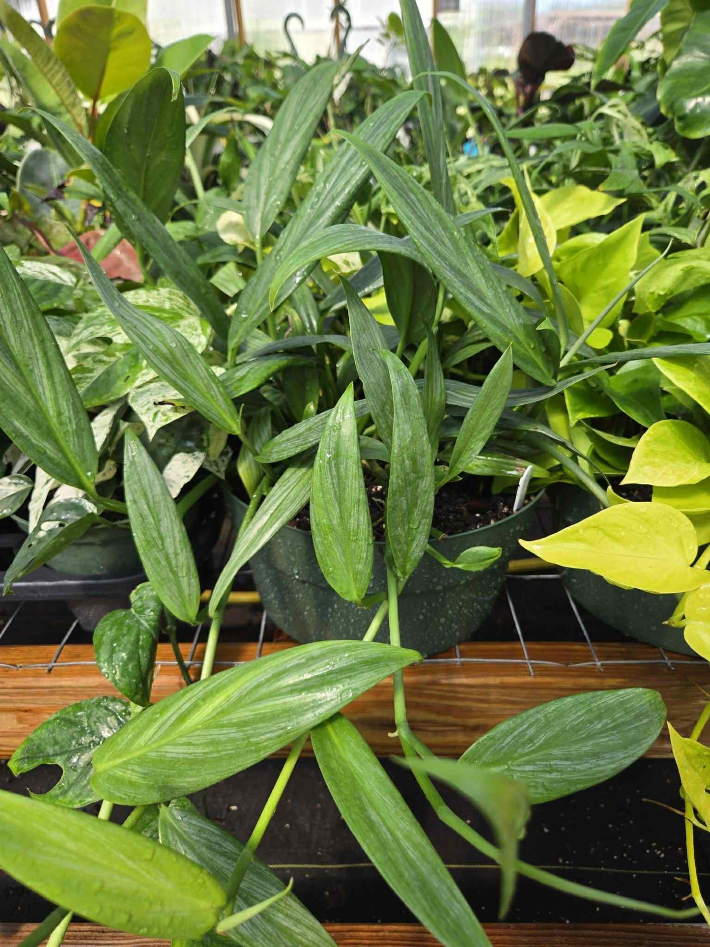 Epipremnum amplissimum --Silver Streak Pothos--