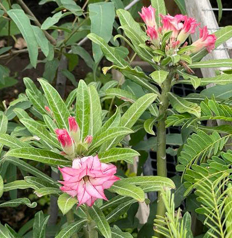Adenium hybrid --Arrow Desert Rose--