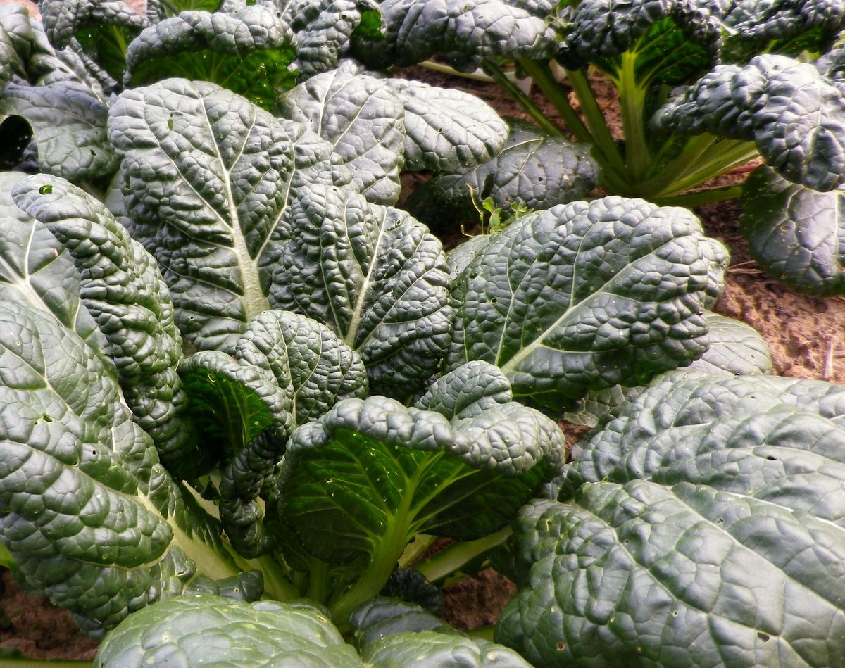 ASIAN GREENS 'Yukina Savoy'