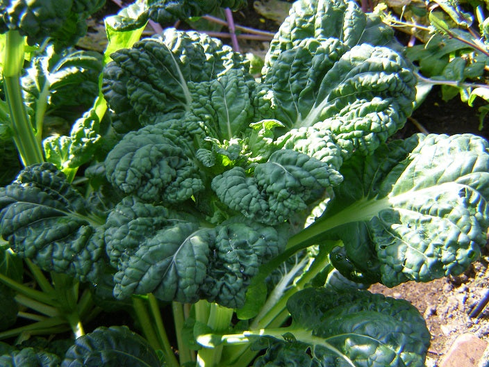 ASIAN GREENS 'Yukina Savoy'