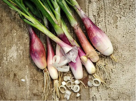 ONION 'Zebrune Shallot' --Allium cepa--