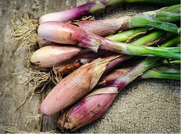 ONION 'Zebrune Shallot' --Allium cepa--
