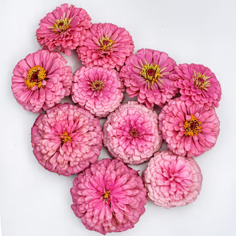 ZINNIA 'Benary's Giant Bright Pink'