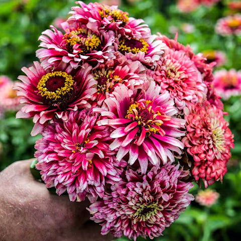 ZINNIA 'Mazurkia'