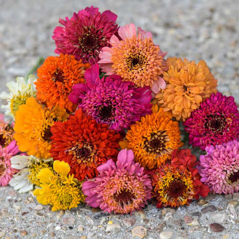 ZINNIA 'Scabiosa'