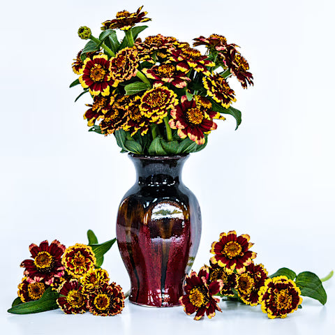 ZINNIA 'Aztec Burgundy Bicolor'