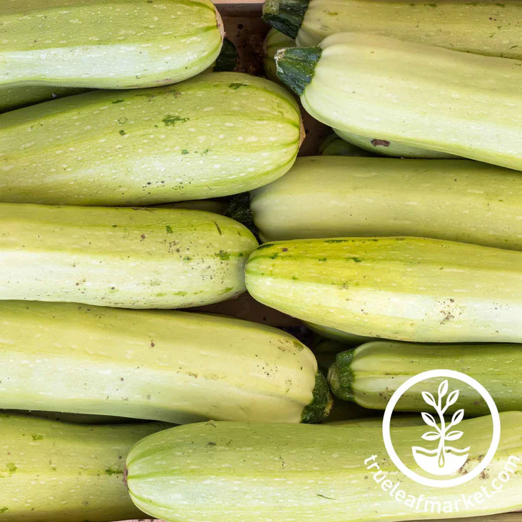 SQUASH 'Trieste White Zucchini'