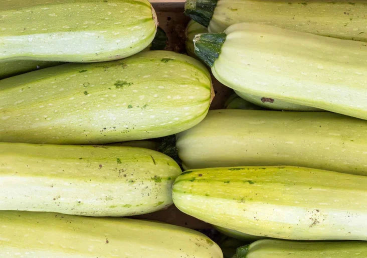 SQUASH 'Trieste White Zucchini'