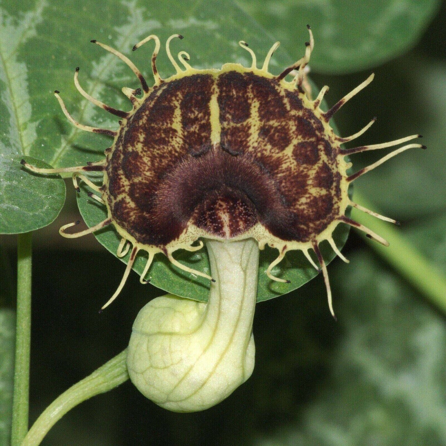 Aristolochia fimbriata --White-Veined Dutchman's Pipevine--