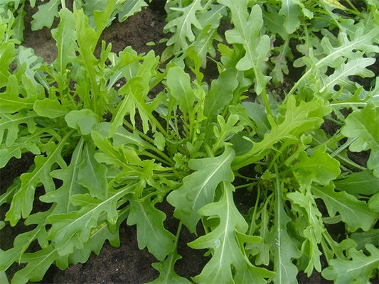 ARUGULA 'Bellezia' --Diplotaxis tenuifolia--