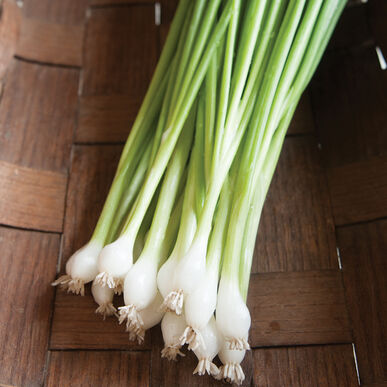 ONION 'Guardsman' --Allium fistulosum--