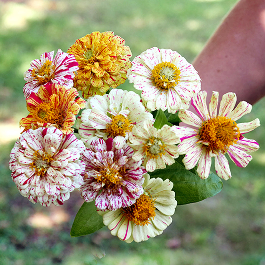 ZINNIA 'Peppermint Stick'