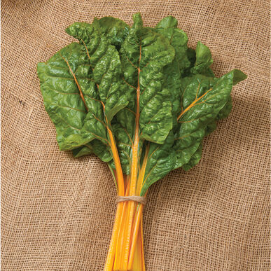 CHARD 'Oriole'