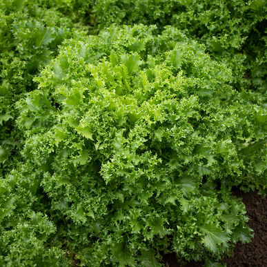 ENDIVE 'Curlesi'