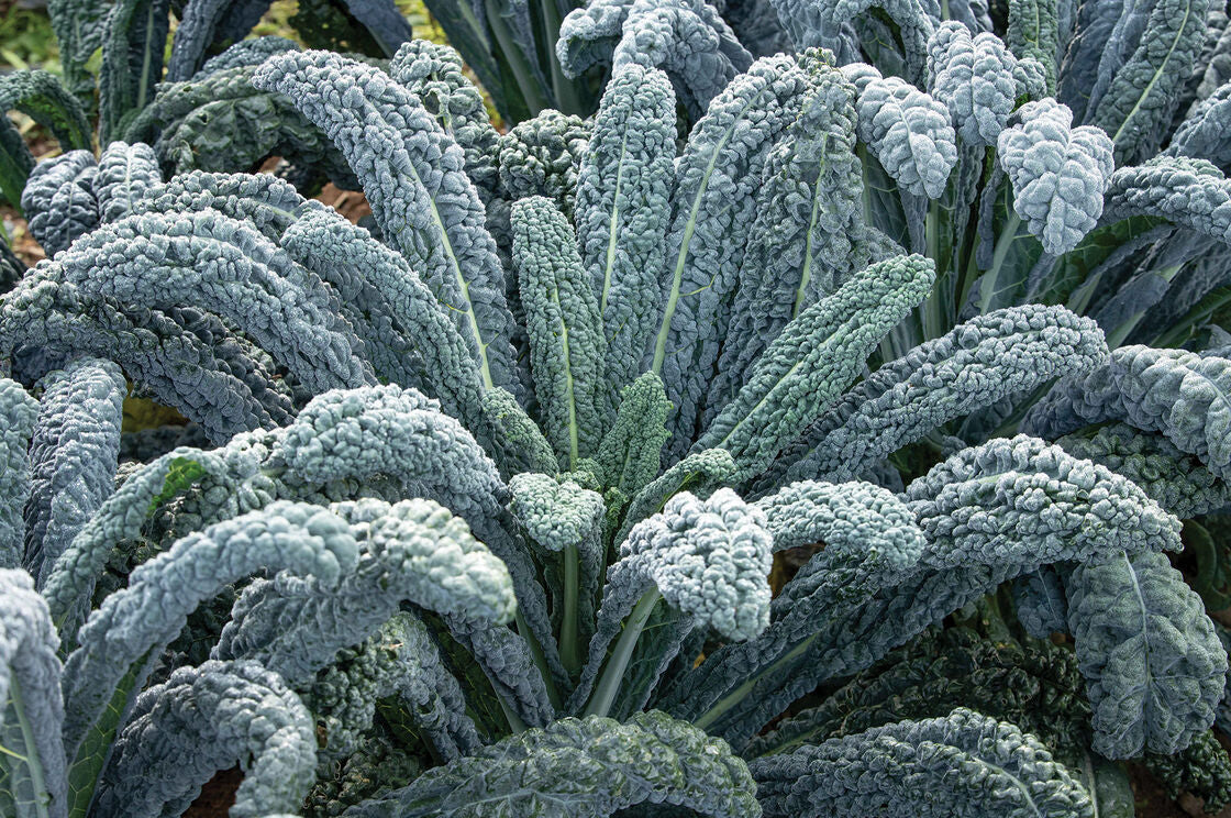KALE 'Black Magic Dinosaur'