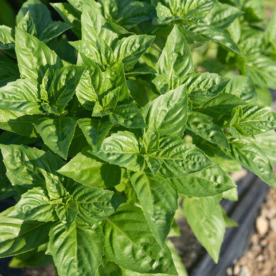 BASIL 'Rutger's Obsession' --Ocimum basilicum--