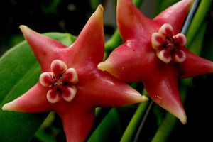 Hoya coronaria 'Red'