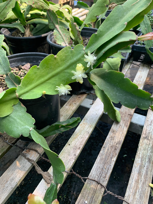 Rhipsalis pachyptera