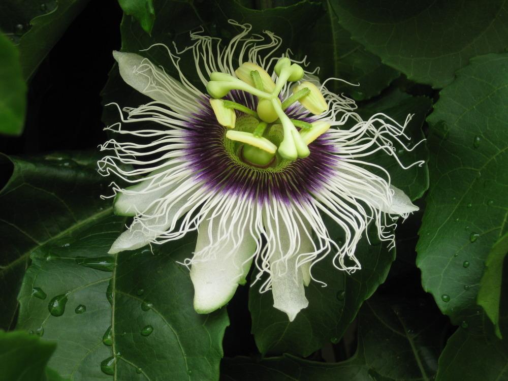 PASSIONFLOWER 'Yellow Fruit Edible' --Passiflora edulis 'Flavicarpa'--