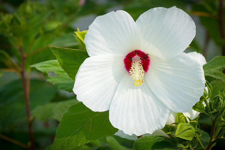 Hibiscus moscheutos --Crimson-eyed Rosemallow--