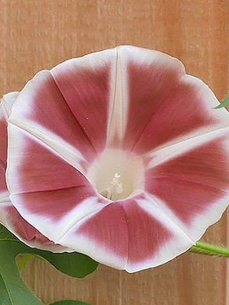 MORNING GLORY 'Windmill Chocolate'