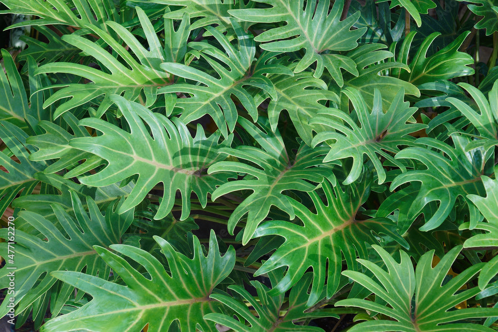 xanadu philodendron 'winterbourn' plant Thaumatophyllum xanadu --Winterbourn Philodendron--