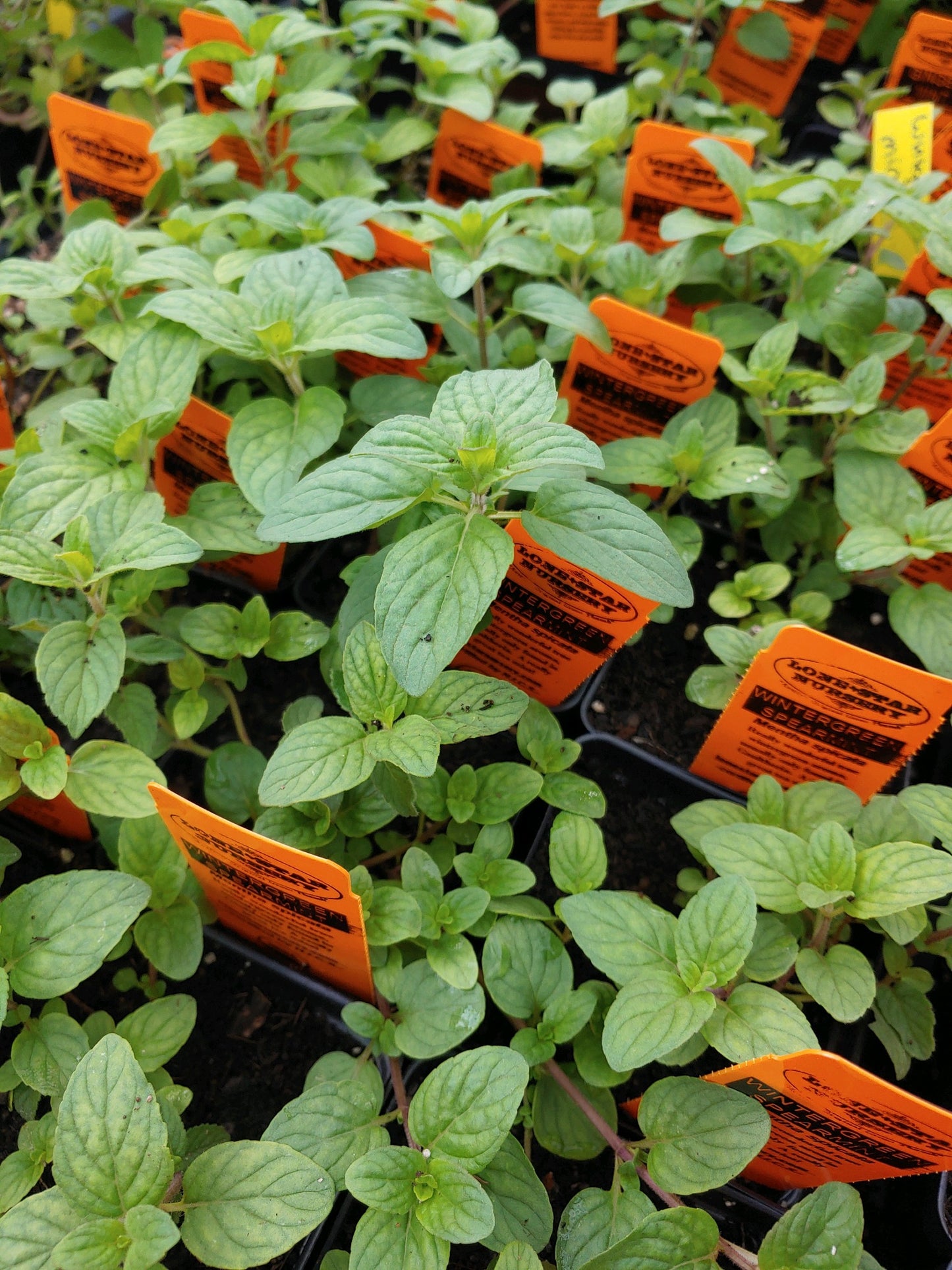 MINT 'Wintergreen Spearmint' --Mentha spicata--