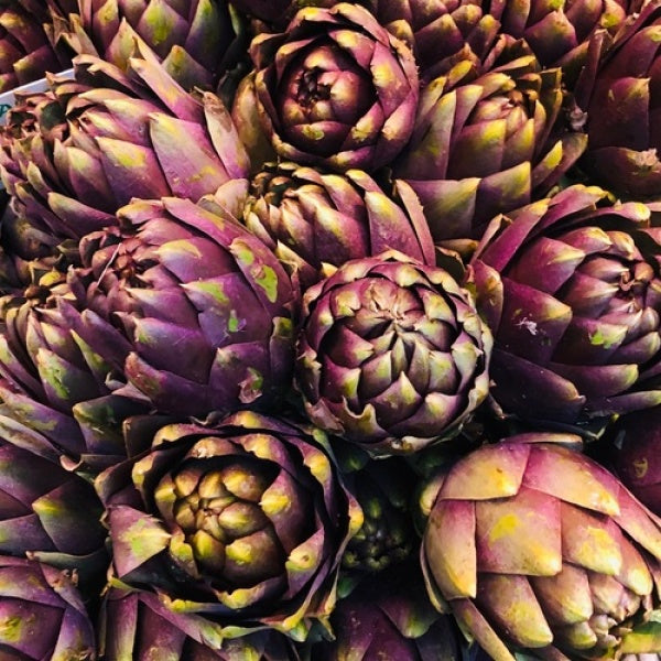 ARTICHOKE 'Violet Star'