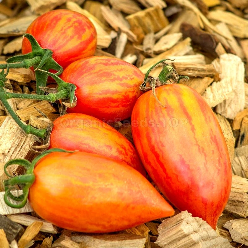 TOMATO 'Candy Sweet Icicle'