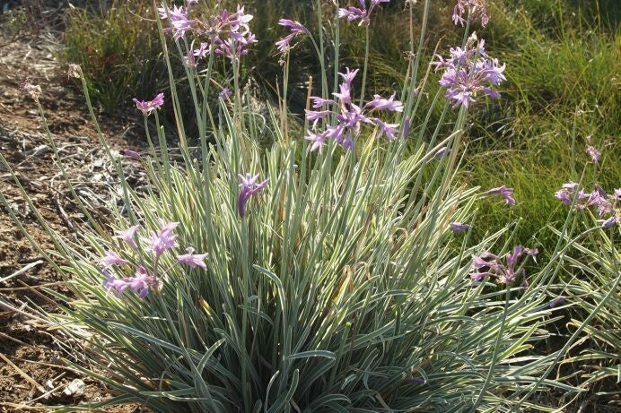 Tulbaghia violacea --Variegated Society Garlic--