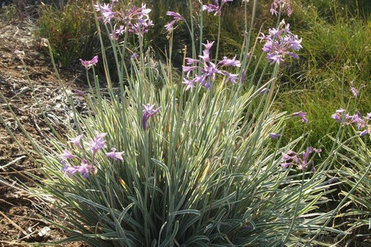 Tulbaghia violacea --Variegated Society Garlic--