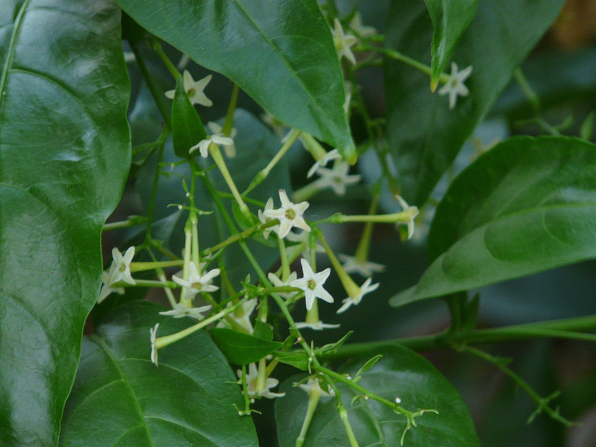 Cestrum nocturnum --Night-blooming Jasmine--