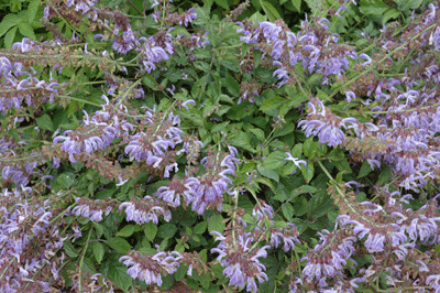 SAGE 'Dan-shen' --Salvia miltiorrhiza--