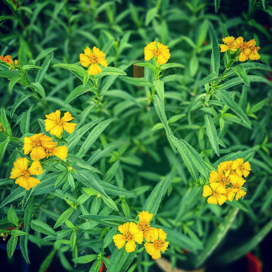 TARRAGON 'Mexican' --Tagetes lucida--