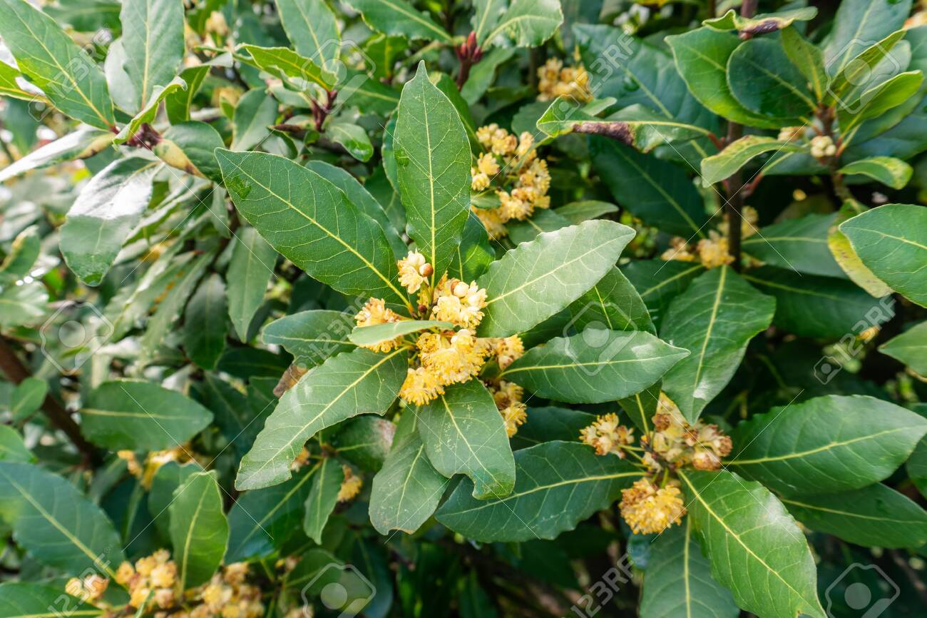 BAY LAUREL --Laurus nobilis--