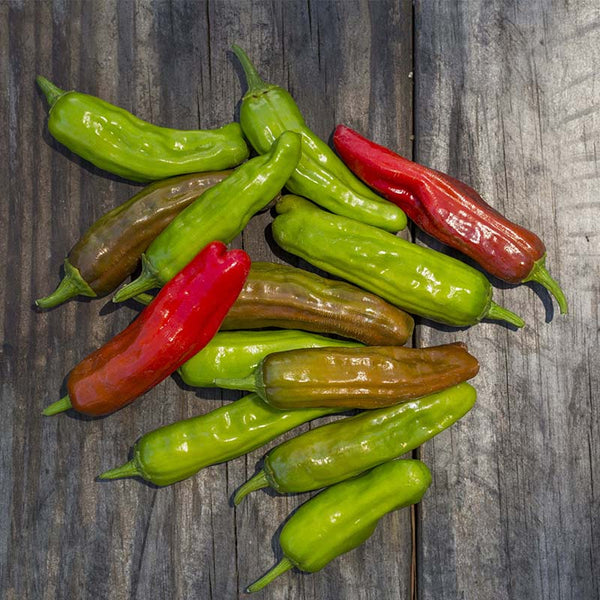 PEPPER 'Takara Shishito Sweet'