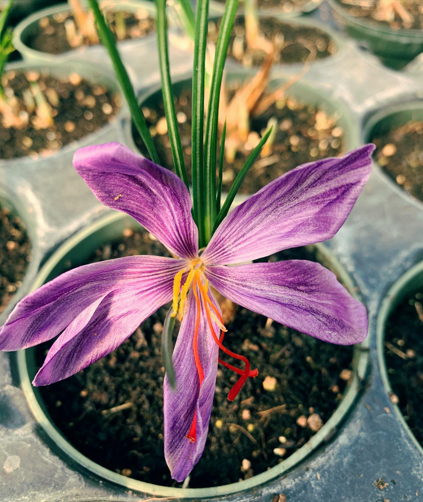 SAFFRON --Crocus sativus--