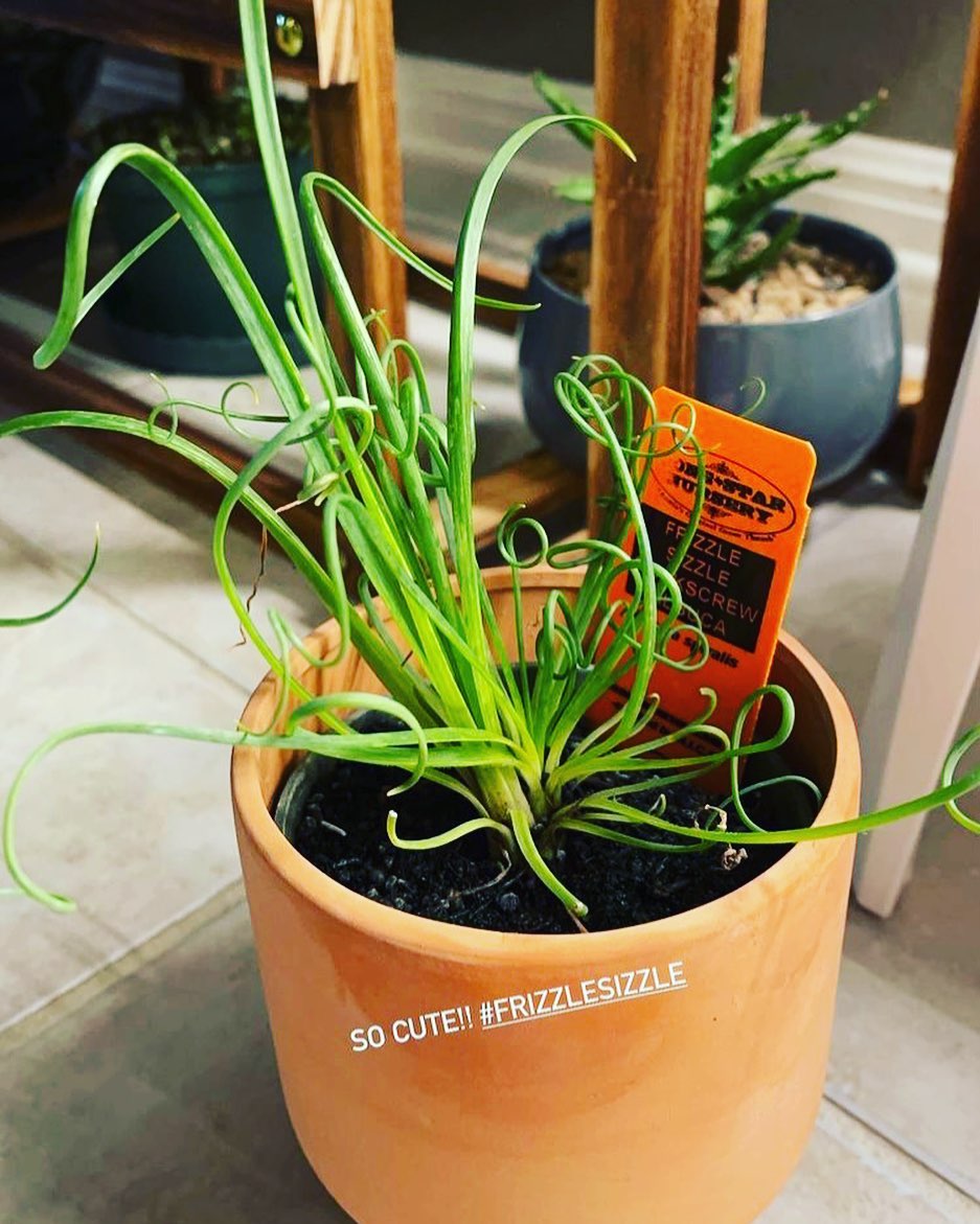 frizzle sizzle succulent for sale Albuca Spiralis --Frizzle Sizzle--