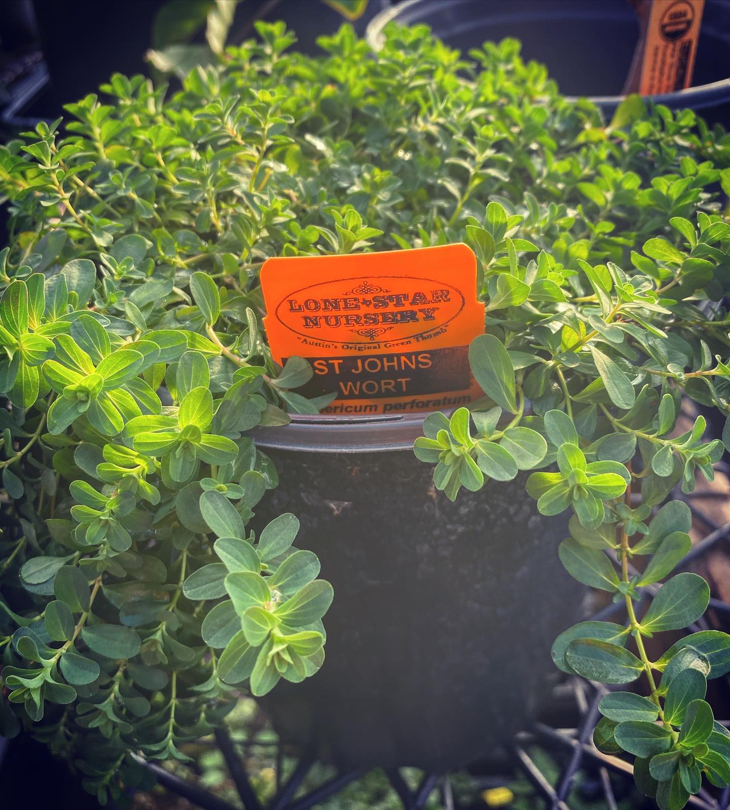 ST. JOHN'S WORT --Hypericum perforatum--