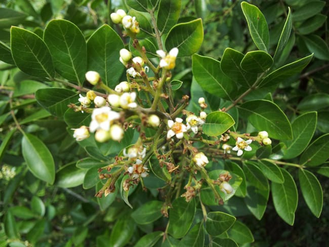 Rhus virens --Evergreen Sumac--