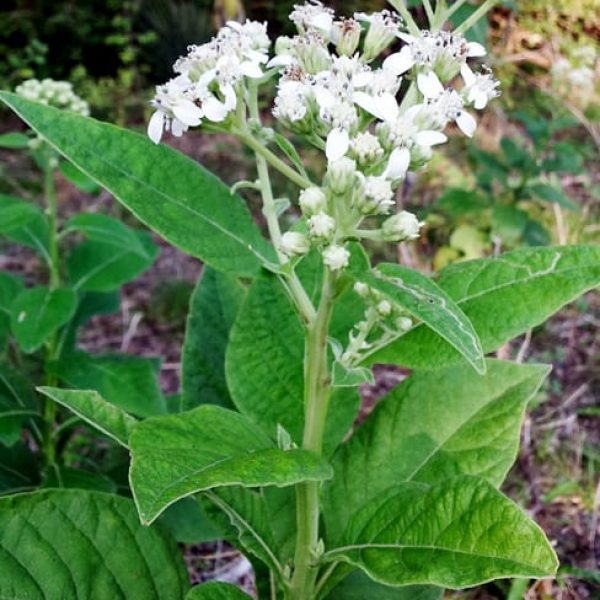 Verbesina virginica --Frostweed--